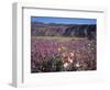 California, Anza Borrego Desert Sp, Sand Verbena and Primrose-Christopher Talbot Frank-Framed Photographic Print