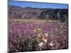 California, Anza Borrego Desert Sp, Sand Verbena and Primrose-Christopher Talbot Frank-Mounted Photographic Print