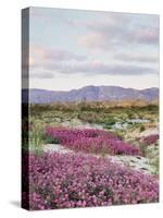 California, Anza Borrego Desert Sp, Sand Verbena in the Desert-Christopher Talbot Frank-Stretched Canvas