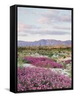 California, Anza Borrego Desert Sp, Sand Verbena in the Desert-Christopher Talbot Frank-Framed Stretched Canvas