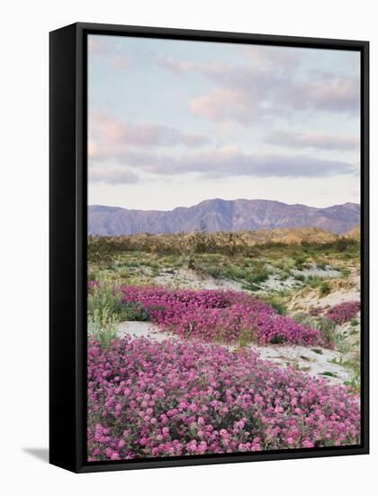 California, Anza Borrego Desert Sp, Sand Verbena in the Desert-Christopher Talbot Frank-Framed Stretched Canvas