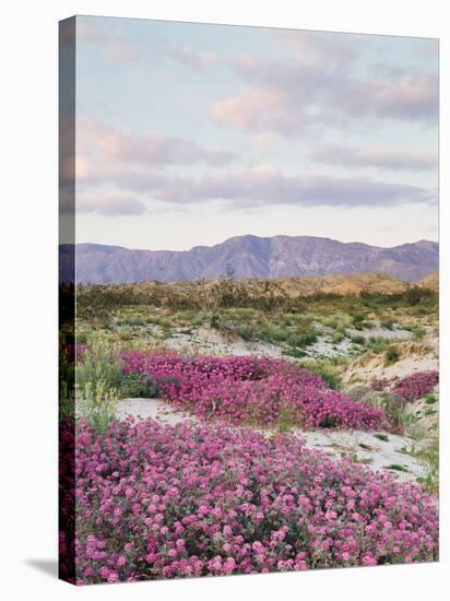 California, Anza Borrego Desert Sp, Sand Verbena in the Desert-Christopher Talbot Frank-Stretched Canvas