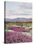 California, Anza Borrego Desert Sp, Sand Verbena in the Desert-Christopher Talbot Frank-Stretched Canvas