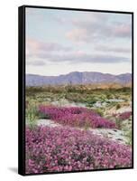California, Anza Borrego Desert Sp, Sand Verbena in the Desert-Christopher Talbot Frank-Framed Stretched Canvas