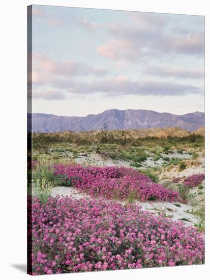 California, Anza Borrego Desert Sp, Sand Verbena in the Desert-Christopher Talbot Frank-Stretched Canvas