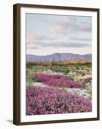 California, Anza Borrego Desert Sp, Sand Verbena in the Desert-Christopher Talbot Frank-Framed Premium Photographic Print