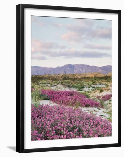 California, Anza Borrego Desert Sp, Sand Verbena in the Desert-Christopher Talbot Frank-Framed Premium Photographic Print