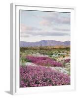 California, Anza Borrego Desert Sp, Sand Verbena in the Desert-Christopher Talbot Frank-Framed Premium Photographic Print