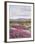 California, Anza Borrego Desert Sp, Sand Verbena in the Desert-Christopher Talbot Frank-Framed Premium Photographic Print