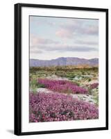 California, Anza Borrego Desert Sp, Sand Verbena in the Desert-Christopher Talbot Frank-Framed Premium Photographic Print