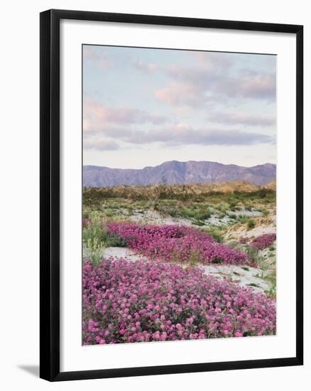 California, Anza Borrego Desert Sp, Sand Verbena in the Desert-Christopher Talbot Frank-Framed Premium Photographic Print