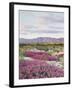 California, Anza Borrego Desert Sp, Sand Verbena in the Desert-Christopher Talbot Frank-Framed Premium Photographic Print