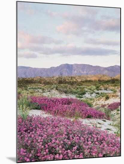 California, Anza Borrego Desert Sp, Sand Verbena in the Desert-Christopher Talbot Frank-Mounted Premium Photographic Print