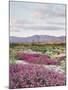 California, Anza Borrego Desert Sp, Sand Verbena in the Desert-Christopher Talbot Frank-Mounted Premium Photographic Print