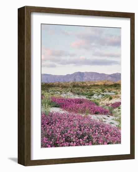 California, Anza Borrego Desert Sp, Sand Verbena in the Desert-Christopher Talbot Frank-Framed Photographic Print