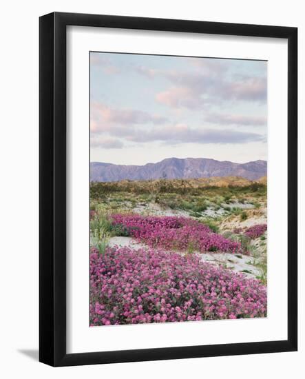 California, Anza Borrego Desert Sp, Sand Verbena in the Desert-Christopher Talbot Frank-Framed Photographic Print