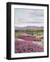 California, Anza Borrego Desert Sp, Sand Verbena in the Desert-Christopher Talbot Frank-Framed Photographic Print