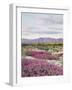 California, Anza Borrego Desert Sp, Sand Verbena in the Desert-Christopher Talbot Frank-Framed Photographic Print