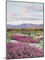 California, Anza Borrego Desert Sp, Sand Verbena in the Desert-Christopher Talbot Frank-Mounted Photographic Print