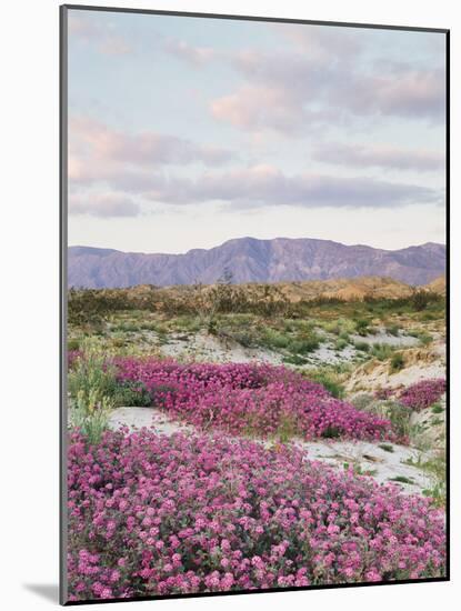 California, Anza Borrego Desert Sp, Sand Verbena in the Desert-Christopher Talbot Frank-Mounted Photographic Print