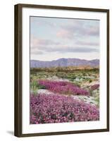 California, Anza Borrego Desert Sp, Sand Verbena in the Desert-Christopher Talbot Frank-Framed Photographic Print