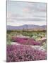 California, Anza Borrego Desert Sp, Sand Verbena in the Desert-Christopher Talbot Frank-Mounted Photographic Print
