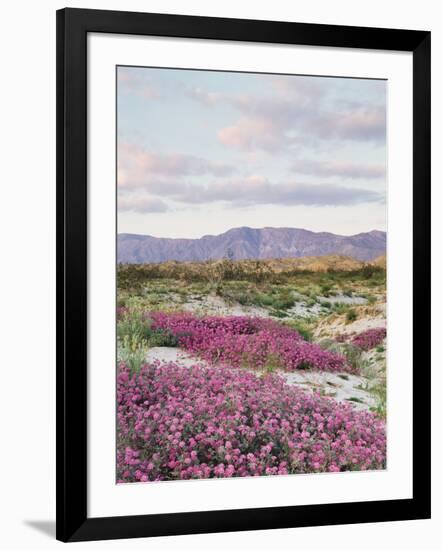 California, Anza Borrego Desert Sp, Sand Verbena in the Desert-Christopher Talbot Frank-Framed Photographic Print