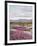 California, Anza Borrego Desert Sp, Sand Verbena in the Desert-Christopher Talbot Frank-Framed Photographic Print