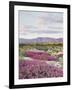 California, Anza Borrego Desert Sp, Sand Verbena in the Desert-Christopher Talbot Frank-Framed Photographic Print