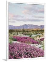 California, Anza Borrego Desert Sp, Sand Verbena in the Desert-Christopher Talbot Frank-Framed Photographic Print
