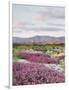 California, Anza Borrego Desert Sp, Sand Verbena in the Desert-Christopher Talbot Frank-Framed Photographic Print