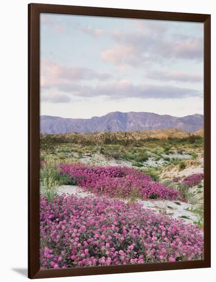 California, Anza Borrego Desert Sp, Sand Verbena in the Desert-Christopher Talbot Frank-Framed Photographic Print