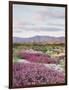 California, Anza Borrego Desert Sp, Sand Verbena in the Desert-Christopher Talbot Frank-Framed Photographic Print