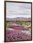 California, Anza Borrego Desert Sp, Sand Verbena in the Desert-Christopher Talbot Frank-Framed Photographic Print