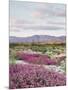 California, Anza Borrego Desert Sp, Sand Verbena in the Desert-Christopher Talbot Frank-Mounted Photographic Print