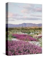 California, Anza Borrego Desert Sp, Sand Verbena in the Desert-Christopher Talbot Frank-Stretched Canvas