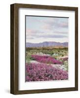 California, Anza Borrego Desert Sp, Sand Verbena in the Desert-Christopher Talbot Frank-Framed Photographic Print