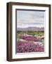 California, Anza Borrego Desert Sp, Sand Verbena in the Desert-Christopher Talbot Frank-Framed Photographic Print