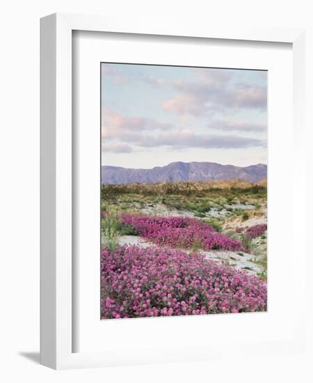 California, Anza Borrego Desert Sp, Sand Verbena in the Desert-Christopher Talbot Frank-Framed Photographic Print