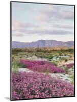 California, Anza Borrego Desert Sp, Sand Verbena in the Desert-Christopher Talbot Frank-Mounted Photographic Print