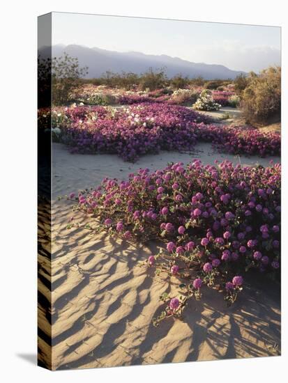 California, Anza Borrego Desert Sp, Sand Verbena on a Sand Dune-Christopher Talbot Frank-Stretched Canvas