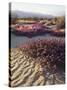 California, Anza Borrego Desert Sp, Sand Verbena on a Sand Dune-Christopher Talbot Frank-Stretched Canvas