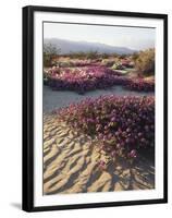 California, Anza Borrego Desert Sp, Sand Verbena on a Sand Dune-Christopher Talbot Frank-Framed Premium Photographic Print