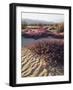 California, Anza Borrego Desert Sp, Sand Verbena on a Sand Dune-Christopher Talbot Frank-Framed Photographic Print