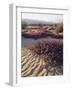 California, Anza Borrego Desert Sp, Sand Verbena on a Sand Dune-Christopher Talbot Frank-Framed Photographic Print