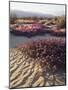 California, Anza Borrego Desert Sp, Sand Verbena on a Sand Dune-Christopher Talbot Frank-Mounted Photographic Print