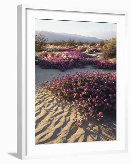 California, Anza Borrego Desert Sp, Sand Verbena on a Sand Dune-Christopher Talbot Frank-Framed Photographic Print