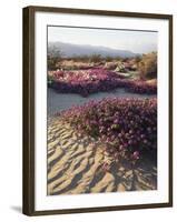 California, Anza Borrego Desert Sp, Sand Verbena on a Sand Dune-Christopher Talbot Frank-Framed Photographic Print