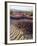 California, Anza Borrego Desert Sp, Sand Verbena on a Sand Dune-Christopher Talbot Frank-Framed Photographic Print