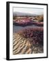 California, Anza Borrego Desert Sp, Sand Verbena on a Sand Dune-Christopher Talbot Frank-Framed Photographic Print